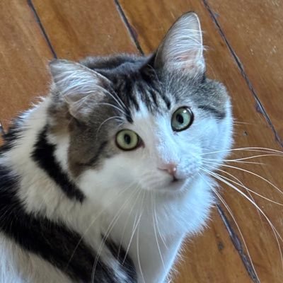 amberstarscmd's profile picture. Corinthiana🦅 Colocolina 🤟🏽 Uma metade em São Paulo e outra em Santiago