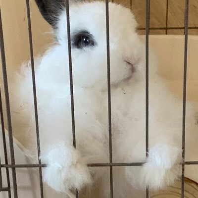 hkalsilneko's profile picture. スタレ、原神にハマっている人。無言フォローする時あります。タメ口OKです。 無(理のない)課金者。