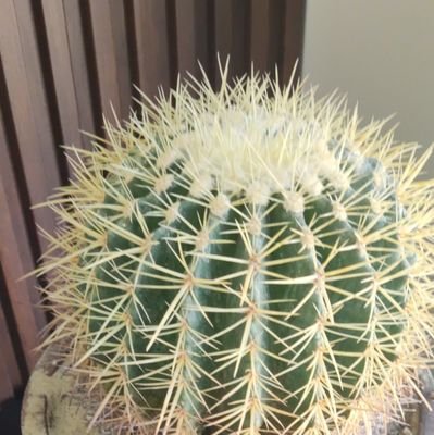 wangjuan363's profile picture. 喜欢喝酒，也喜欢看短剧