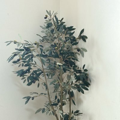 90XiKPgA4P9JFO5's profile picture. こんな日本に誰がした、これほどの悪政早く終わらせないと、自公維国参にNO増税反対 消費税廃止一択 れいわ支持  フレンズ📣　財務省は解体 横に繋がりましょう 無言フォロー失礼します。