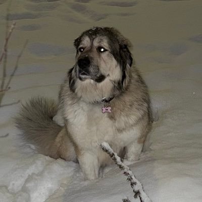 mega_tro_n's profile picture. vampire enthusiast