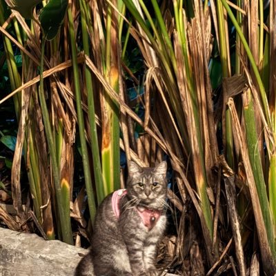 GentriSenyo's profile picture. On PrEP | Tweets on travel, politics, and sex 🍑