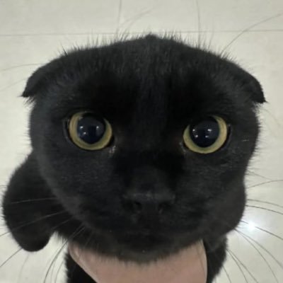 casicat's profile picture. hi ime just a cat or whatever. 🐈‍⬛ | 18+ please