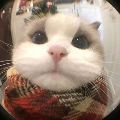 whtathe_____'s profile picture. 커뮤계