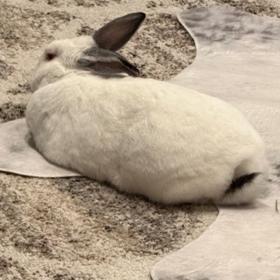 a5ayy1d's profile picture. Raising a big, little bunchild and stocking up on greens. Nemo, the good baaad bunny.