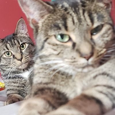 _konspiracykat's profile picture. Just another WISE GUY on X, exposing the party on Wall St 

- I *am* a Cat 

#PARTYONWALLST
#OCCUPYWALLST2024