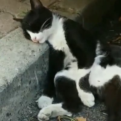 sub5incel02's profile picture. شالوم من أولاد غزة