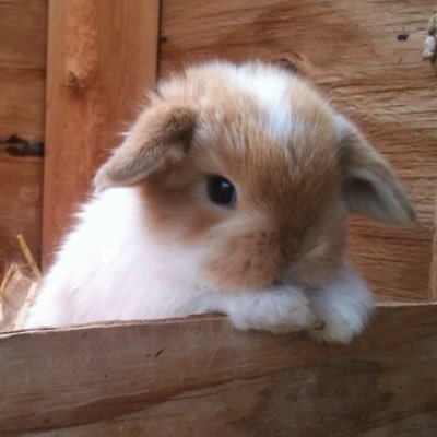 989sxnytl's profile picture. 