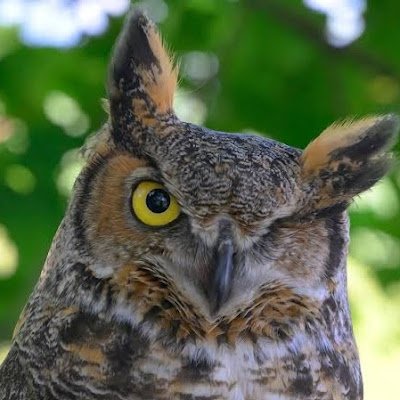 gustwind68's profile picture. 