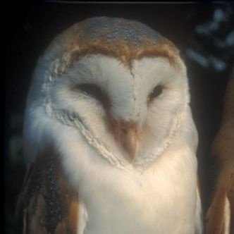 poupademaracuja's profile picture. The fear of blood tends to create fear for the flesh