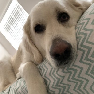 susany69598212's profile picture. Past Senior Design Manager / Creative Director Advertising/ 
Procter & Gamble Professional Beauty/
University of Michigan Alumni