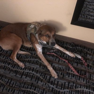 Dangszu2p's profile picture. Freewill requires silence 🤫