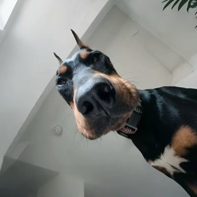 Ndumenhu's profile picture. Follow God and Don't confuse movement with progress💡Enguo Kaadhandekwa