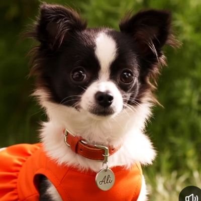 BevHillsAliChih's profile picture. Hello I'm Ali one of @XBevHillsChloeX's, and @XBevHillsPapiX's daughters, I'm a tom boy, and I'm not afraid to speak my mind! #Mate @AgentButchCAD2_