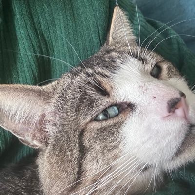 crypto_nerdy_01's profile picture. Trading Crypto. Don’t Give Up on Your Dreams