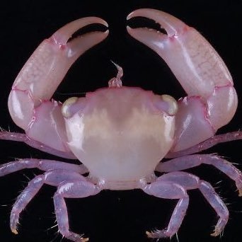 fivecart's profile picture. normcore🐟 mdni, priv; @nellietiller