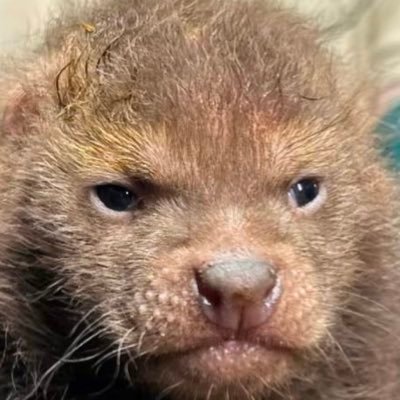 toastvt's profile picture. predebut bush dog #envtuber ♡ she/her ♡ 18+ MDNI ♡ oshi marks: 🐾🍞⛓️ ♡ tag: wipp