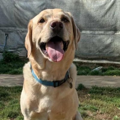 tanya_tanlb's profile picture. Love my family, my Lab Benji, Rock &Country Music, THFC. Advance UK &Restore Britain 🚫NO DM’s please.