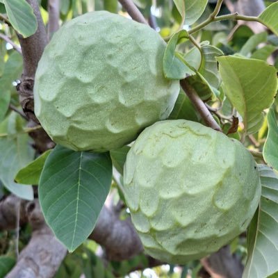 Rosa68386313's profile picture. 