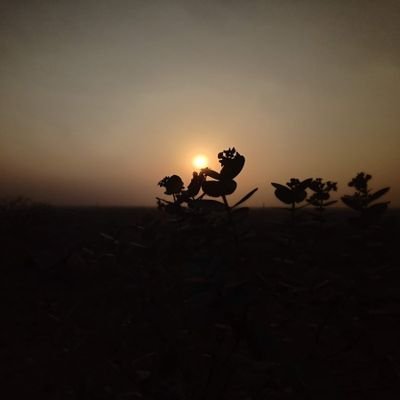 kattooee's profile picture. 