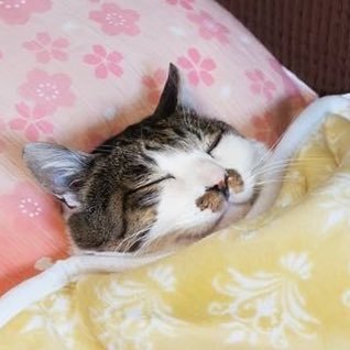 3443434334's profile picture. 내년이되면 깨워주새요