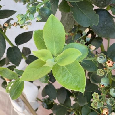 AlconGhost's profile picture. Do not believe in turning the other cheek a second time. | Me auto-percibo un 🚜 en Ucrania | A favor del batacazo liberal | Pronouns F/U