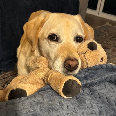 tbear144's profile picture. a little yellow Labrador with a big attitude