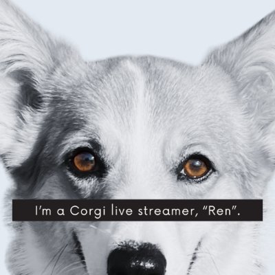 ren20240414's profile picture. #コーギー のイケオス、蓮（レン）| 下僕の名前は SAIRA（サイラ）です | https://t.co/az5GcFHUIY で見守り配信 | Instagram：https://t.co/hSmsfaESlA #コーギーのいる暮らし #コーギー大好き #元保護犬