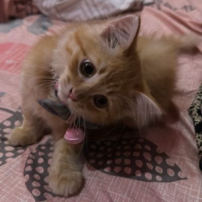 ary_riswan_s's profile picture. 