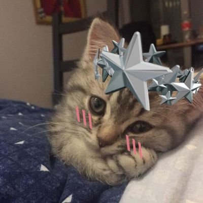 Nightkitti1's profile picture. 🌹Beginner developer and content creator |🐈 Discord: night_kitti | 💬 call my pv | 🍪 owner of @RBXBloxyBR