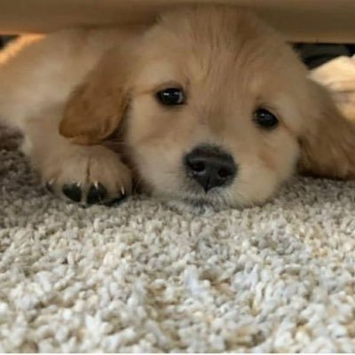 icudarling's profile picture. 𝙋𝙚𝙧𝙨𝙤𝙣𝙖𝙡 𝙖𝙘𝙘. - 𝙇𝙚𝙩 𝙢𝙚 𝙛𝙖𝙩 𝙞𝙣 𝙥𝙚𝙖𝙘𝙚 🐽