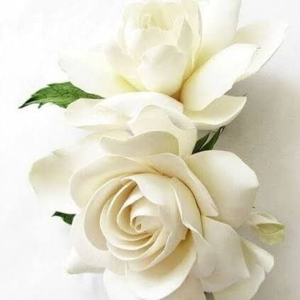 SaweedaRahman's profile picture. International Law, Human Rights Law, Regional Integration, International Organizations, AP @QAU_SPIR