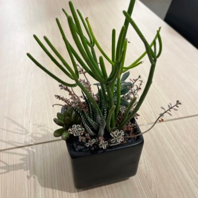 brianzhang's profile picture. @xAI, cs @uwaterloo