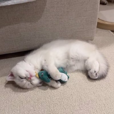 lookmeowtuanoi's profile picture. ฝากเนื้อฝากตัวไว้ด้วยนะคั๊บ