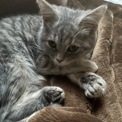 t_sharek's profile picture. Stock Portfolio manager for Sharek's Stock Portfolios. Averaged 18% a year for 22 years including 7 years of 40%-plus. Author of The School of Hard Stocks. 🏫