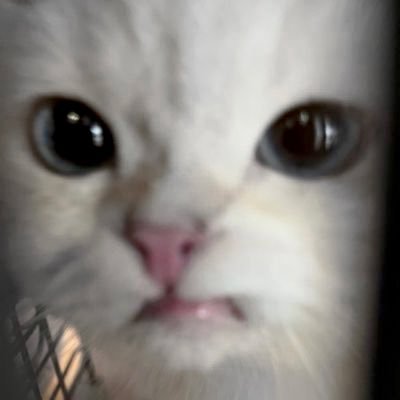 whaletakesyy's profile picture. 