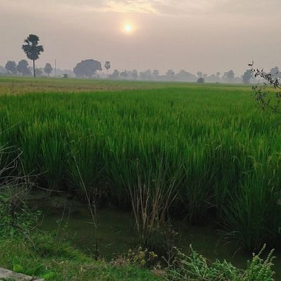 MaiRoshanHoon's profile picture. 