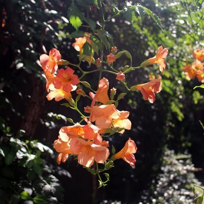 2nine_meow99's profile picture. 안녕, 내 다정한 꽃잎들