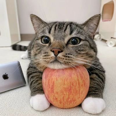 thisisanapple77's profile picture. 성인 여성/ 주식에 관심 가지고 시작한 1인 / 아직은 ETF 위주로 모아가고 있어요 / 💲1억 모으자✨️