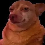 DOGIBOYsol's profile picture. The most unserious dog on Solana. Woof to the moon 🐶🚀