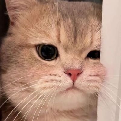 Sri_bujji96's profile picture. 25✨

#Xiaomi15 User