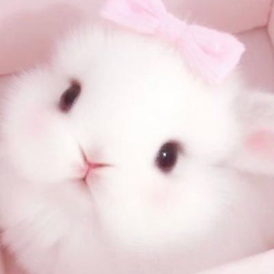 peachyxshots's profile picture. ꒰ only for @zee_pruk & @Cwrnew ૮₍.◜◡◝₎ა ꒱ 🐈‍⬛🐈✨🥛♡︎ 🍦 kitten club 🎀🫧 วันๆของป้า ทำงาน เลี้ยงหลาน นอน เคะแท้มีใบ