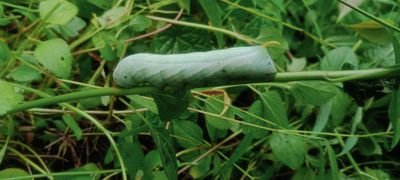 KiranG62795's profile picture. 