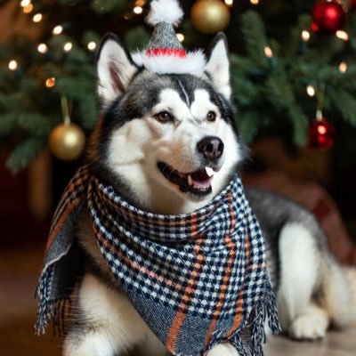 TIMEZI's profile picture. 埼玉県民 日常的で雑多な趣味や近況を呟きます。アイドルだったり犬マスクをかぶって自撮りしたりカメラだったり筋トレだったり、色々ポストします。 アイコンはAIハスキーさんです。よろしくお見知り置きを🐶🐾🐾🐾