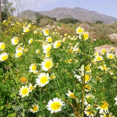 mbarneda's profile picture. Negocio digital. Capto inmuebles para su venta en toda España. ¿Tienes una inmobiliaria y quieres escalar tu negocio?