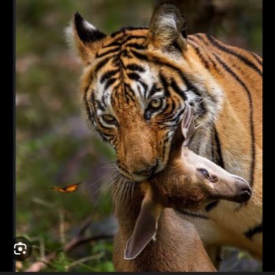 garcia_andreee's profile picture. Economista, palmeirense e libertário