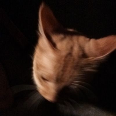 WereWolfCamelLo's profile picture. 