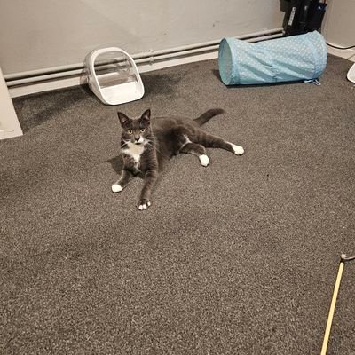 Phillip91gamer's profile picture. platinums: 425/426

last platinum: Thank Goodness Your Here!!!