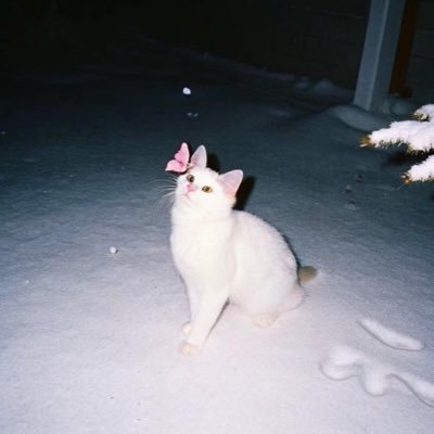 xinyuyv's profile picture. 清水推｜我就随便发发啊🦦