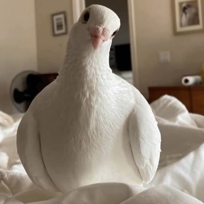 haa2_10's profile picture. رَبِّ اغْفِرْ لِي وَهَبْ لِي مُلْكًا لَّا يَنبَغِي لِأَحَدٍ مِّن بَعْدِي ۖ إِنَّكَ أَنتَ الْوَهَّابُ